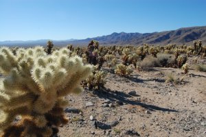 Evil jumping goddamned cholla!