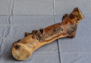 Pseudoclam mother.